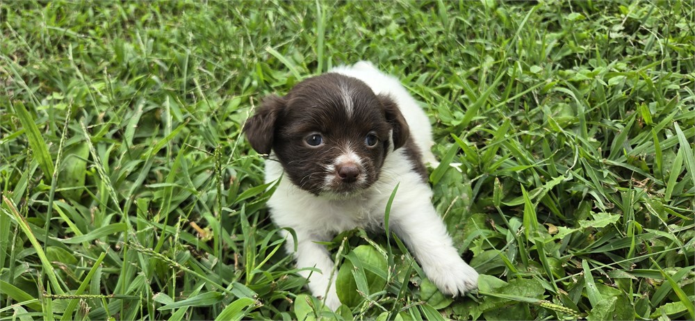 Shihpoo F 2