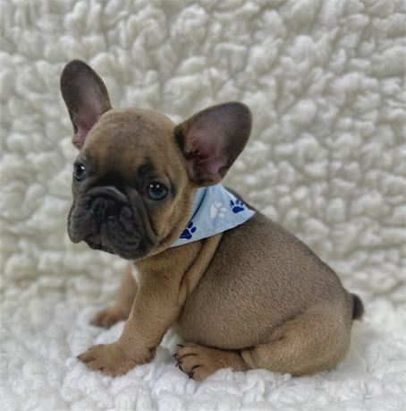 AKC FRENCH BULLDOG Male 2