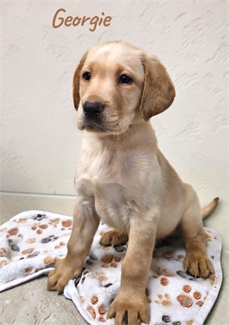 AKC Male Yellow Lab