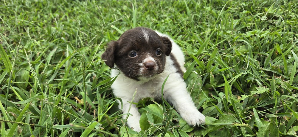 Shihpoo F 2