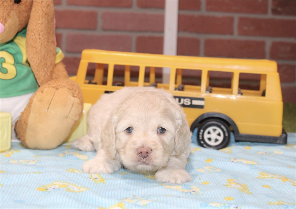 CREAM COCKAPOO MALE 202