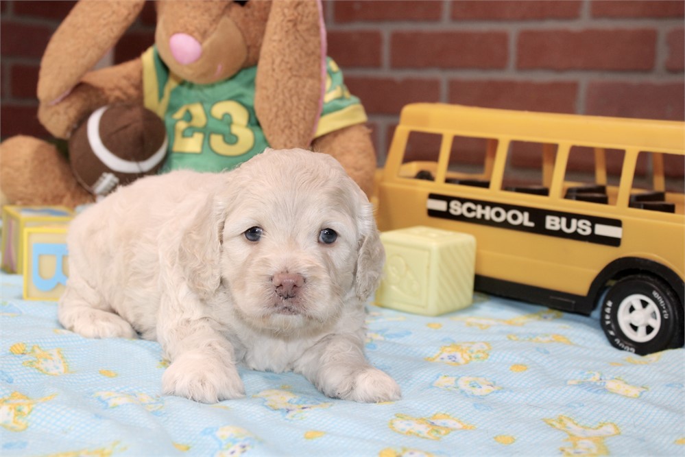 CREAM COCKAPOO MALE 202