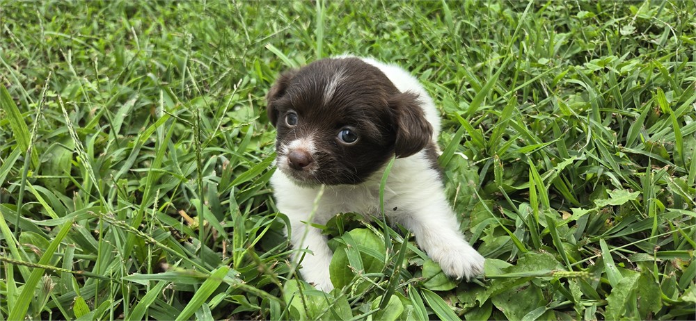 Shihpoo F 2