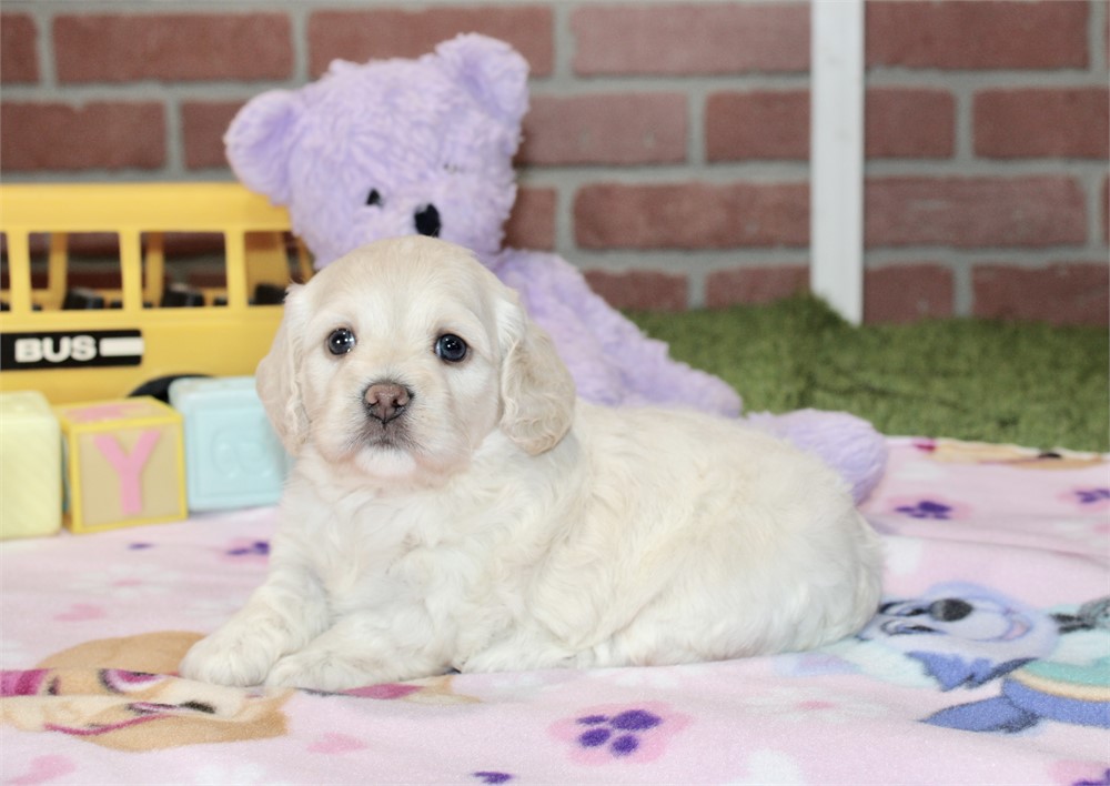 CREAM COCKAPOO FEMALE 203
