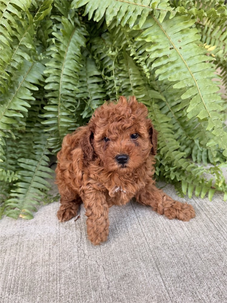 Small Dark Red Female Toy/Mini Poodle