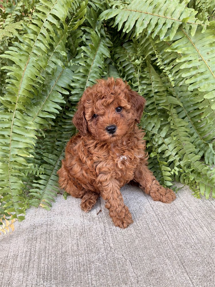 Small Dark Red Female Toy/Mini Poodle