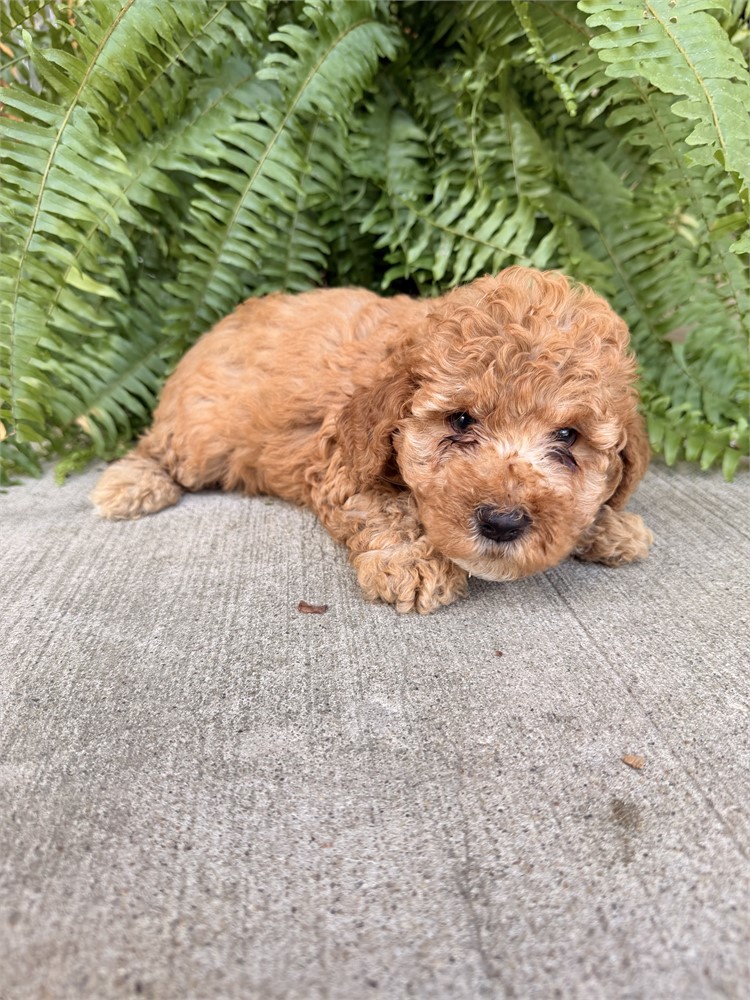 Adorable Male Toy/Mini Poodle