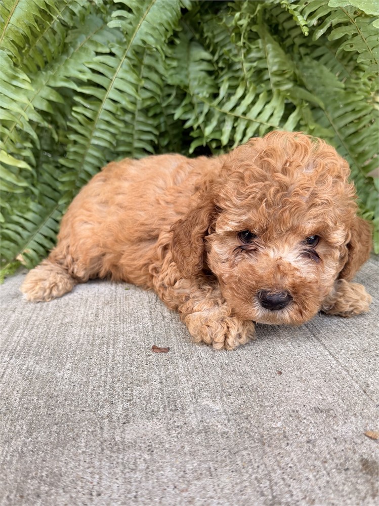 Adorable Male Toy/Mini Poodle