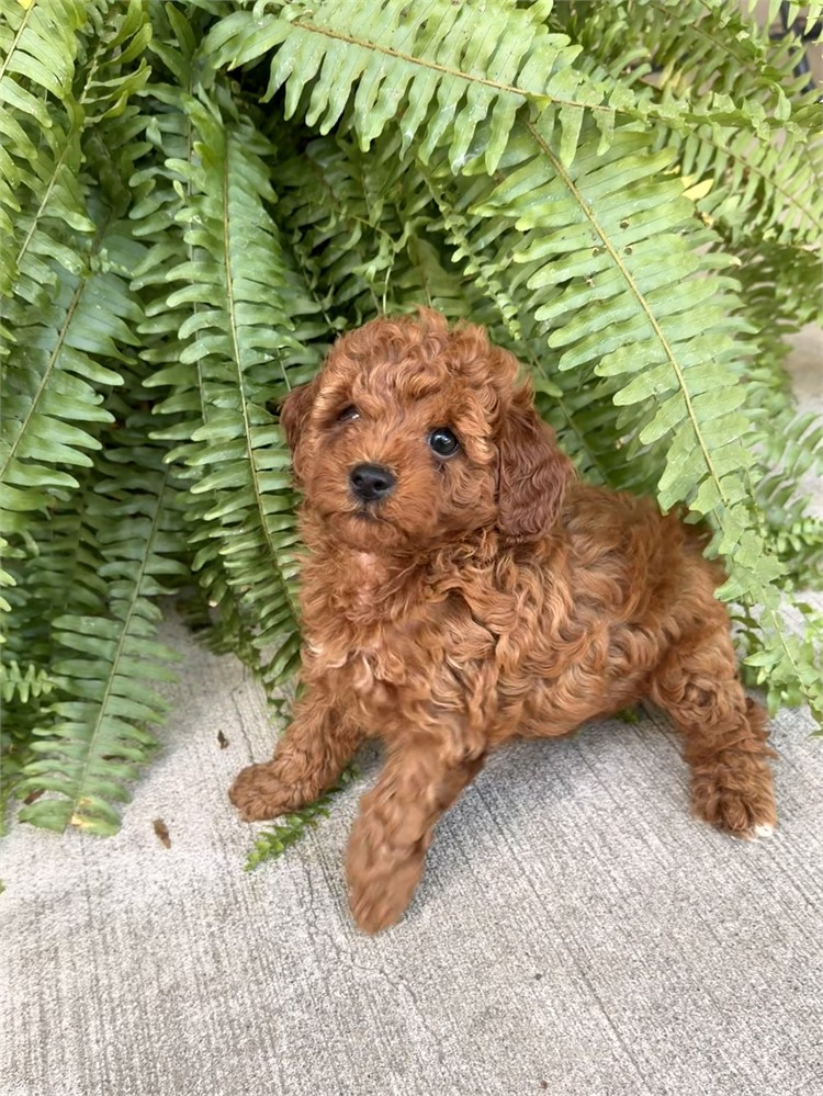 Small Dark Red Female Toy/Mini Poodle