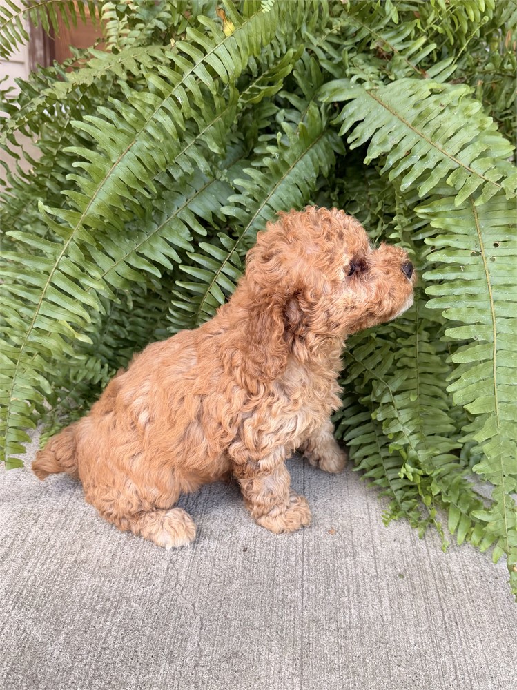 Adorable Male Toy/Mini Poodle