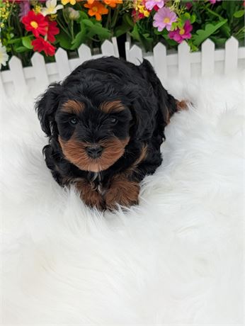 Harmony's Yorkiepoo Male 1