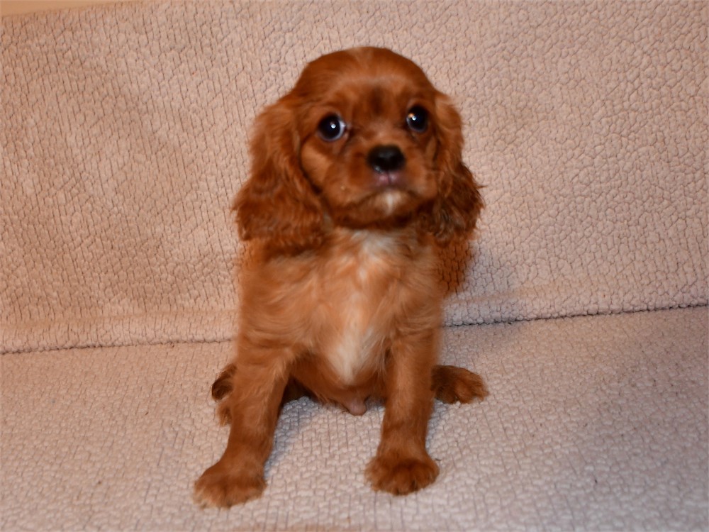 RUDY