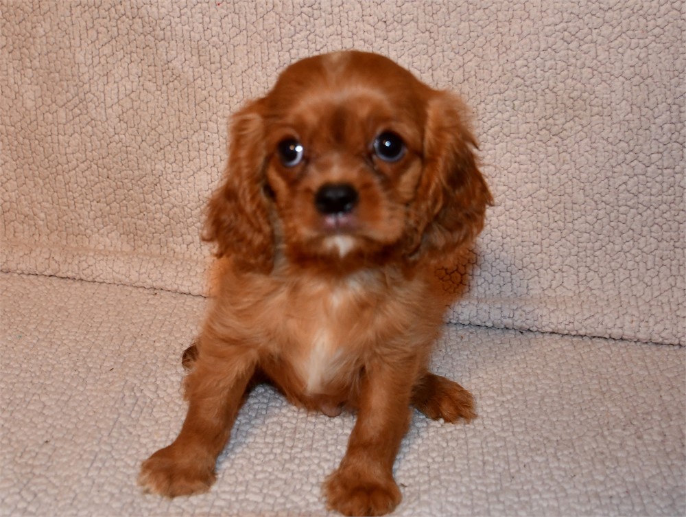 RUDY