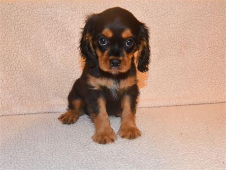 GOLIATH