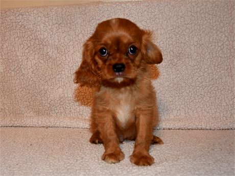 RUDY
