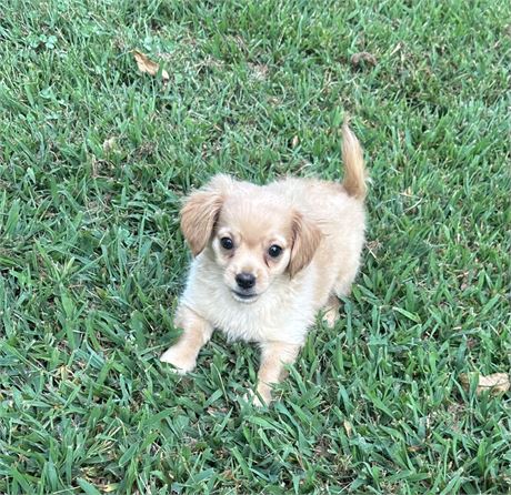 Make Offer Chihuahua/ Pekingese