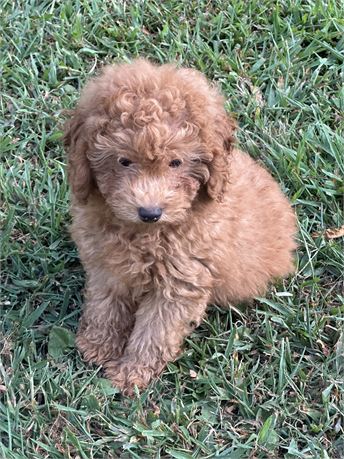 Make Offer Red Baby Boy