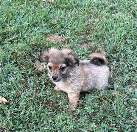 Make Offer Chihuahua/ Pekingese
