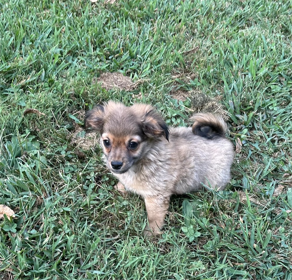 Chihuahua Shihtzu