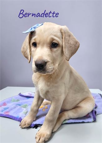 AKC Female Yellow Lab
