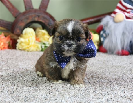 Male Shih Tzu-Clean USDA