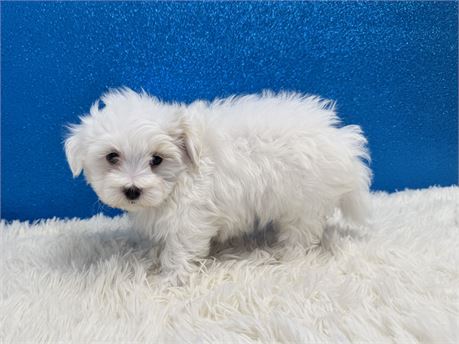 Male Maltipoo