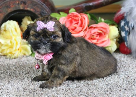 Female Shih Tzu-Clean USDA
