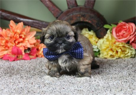 Male Shih Tzu-Clean USDA
