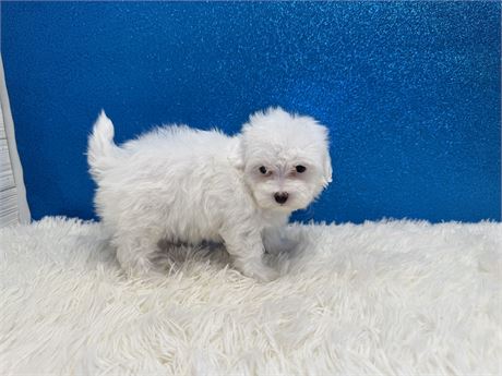 Male Maltipoo