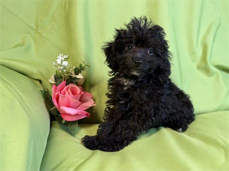 Poodle- Coco’s # 4 (F)