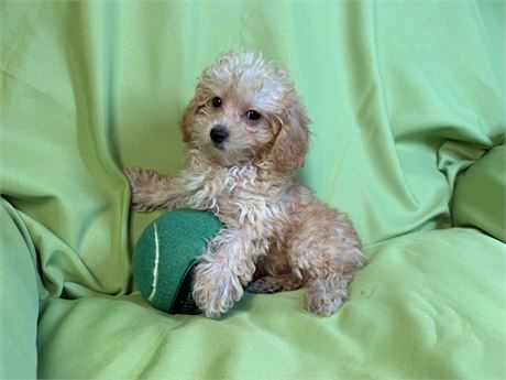Poodle- Coco’s # 3 (M)