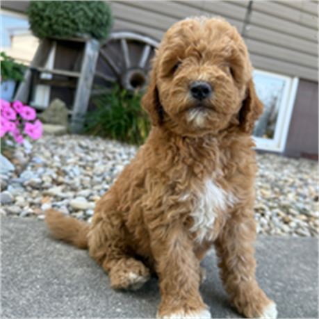 ICA-Mini Goldendoodle - Rachel