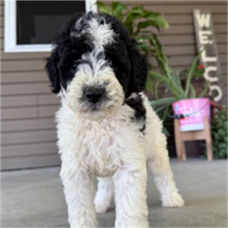 ICA-Mini Goldendoodle - Robbi