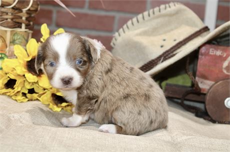 RED MERLE FEMALE TOY AUSSIEDOODLE 200