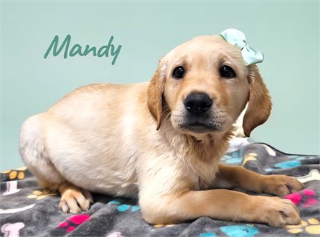 AKC Female Yellow Lab