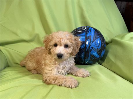Poodle- Coco’s # 1 (M)