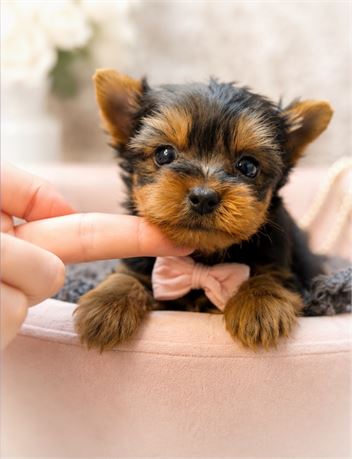 Yorkie, Ollie, Boy