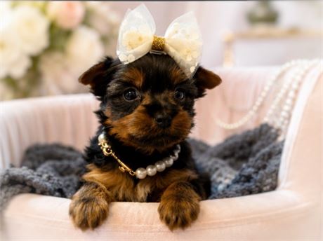 Yorkie, Girl, Cricket