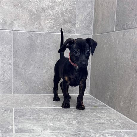 Chiweenie 26309-03