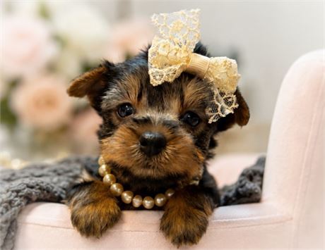 Yorkie, Girl, Gidget