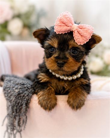 Yorkie, Girl, Minnie