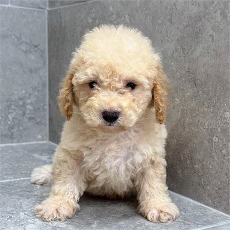 Cavapoo 26322-03