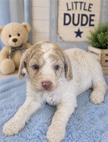 Roxy's Male 2