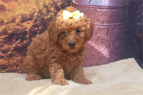 AKC Red Small Mini Female Poodle