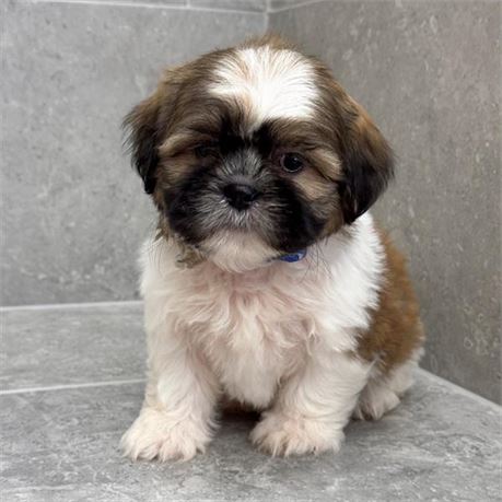Shihtzu 26321-02