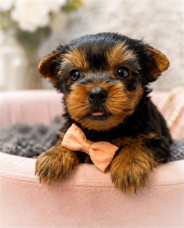 Yorkie, Tito, Boy