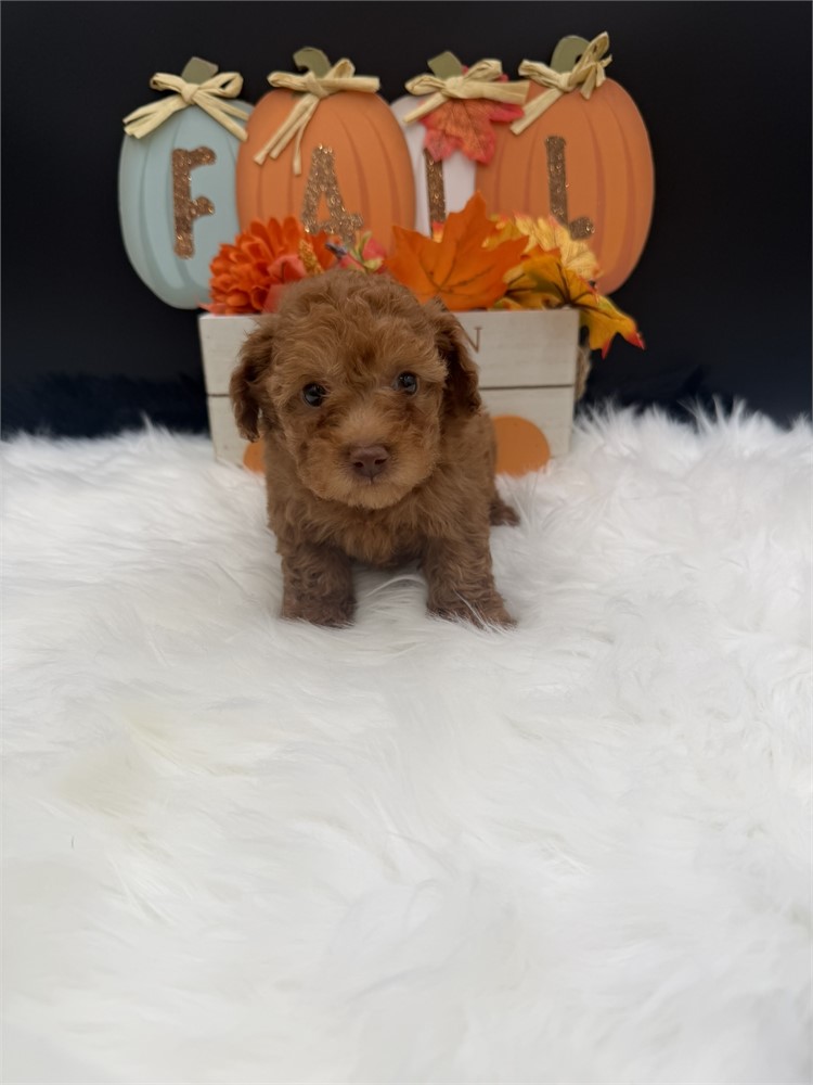 Winnie Mini Poodle Male 2