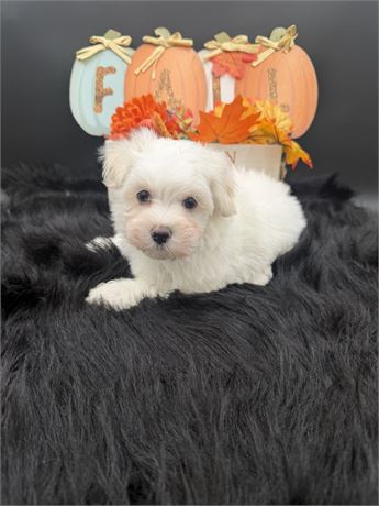 Reisling's Maltese Male 1