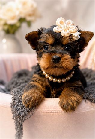 Yorkie, Kiki Girl