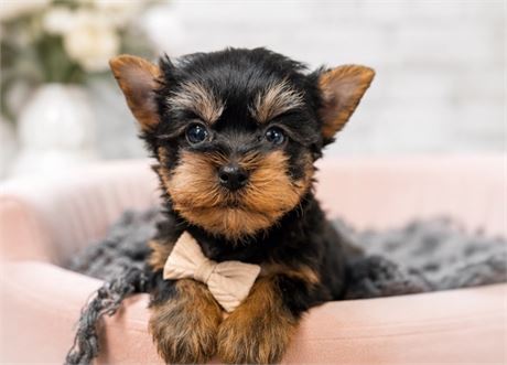 Yorkie, Tino, Boy